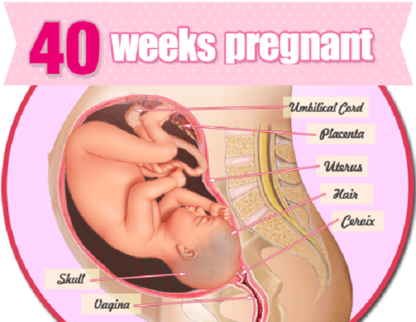 tuan thai thu 40 - Những thay đổi của mẹ và bé trong tuần thai thứ 40