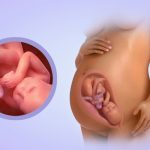 tuan thai thu 40.png2  150x150 - Kiêng gì khi mang thai 3 tháng đầu tiên?